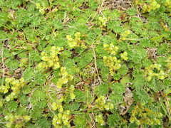 Alchemilla orbiculata