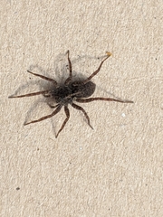 Lycosidae