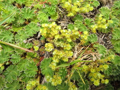 Alchemilla orbiculata
