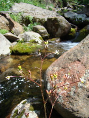 Micranthes nelsoniana aestivalis