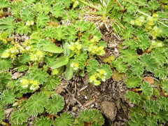 Alchemilla orbiculata