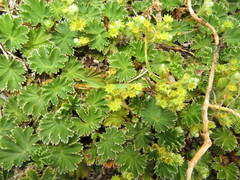Alchemilla orbiculata