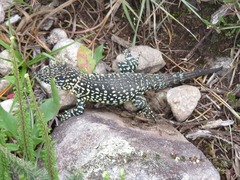 Stenocercus empetrus