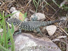 Stenocercus empetrus