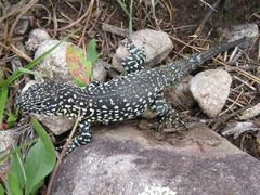 Stenocercus empetrus