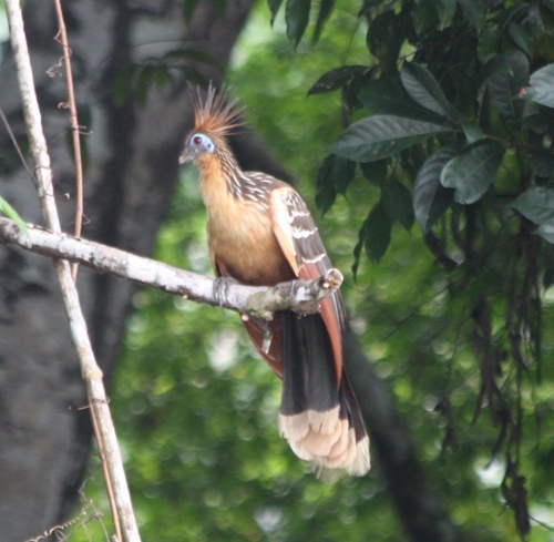Opisthocomus hoazin