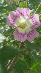 Malva assurgentiflora glabra
