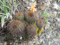 Matucana aurantiaca