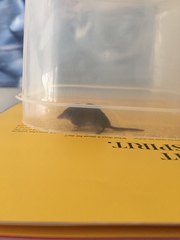 Myosorex varius