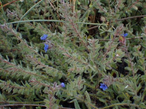 Alkanna tinctoria, photograph 6