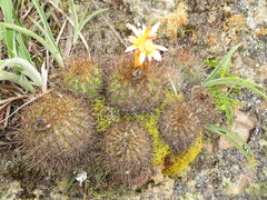 Matucana aurantiaca