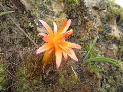 Matucana aurantiaca
