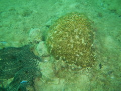 Cladocora caespitosa