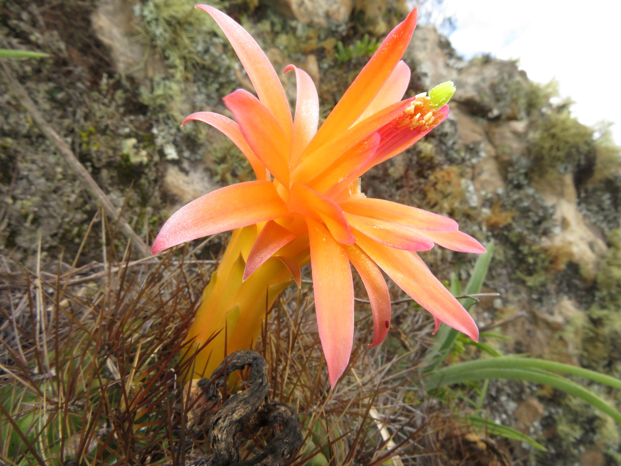 Matucana aurantiaca