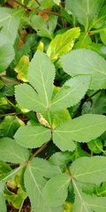 Peucedanum praeruptorum