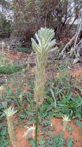 Prince of Wales Feather