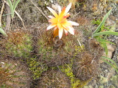 Matucana aurantiaca