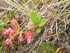 Gaultheria glomerata