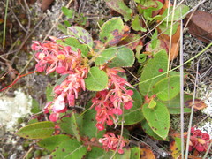 Gaultheria glomerata