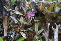 Epidendrum becerrae
