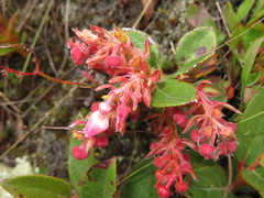 Gaultheria glomerata