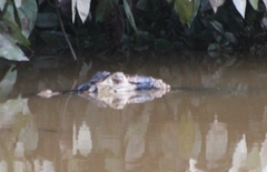 Melanosuchus niger