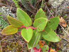 Gaultheria glomerata
