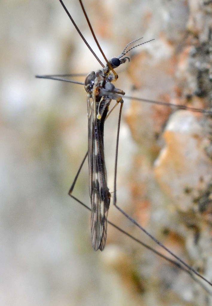Dactylolabinae