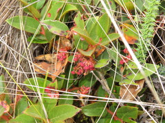 Gaultheria glomerata
