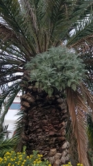 Constancea nevinii