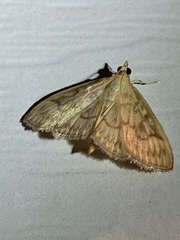 Crocidophora serratissimalis