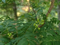 Zanthoxylum piperitum, photograph (c) WATANABE Hitoshi 渡辺仁, some rights reserved (CC BY)