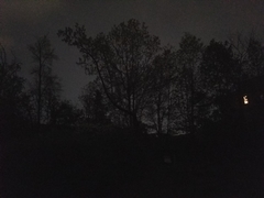 Pyractomena borealis