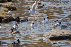 Chroicocephalus ridibundus