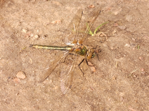 Downy Emerald