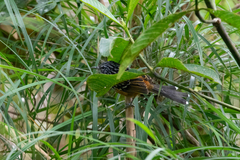 Drymophila striaticeps