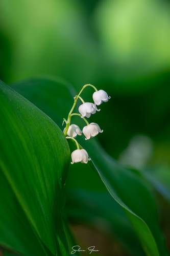 European lily of the valley