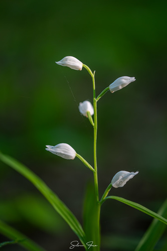 Narrow-leaved Helleborine