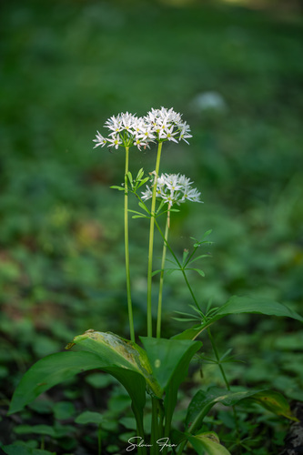 Ramsons