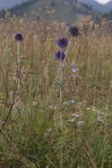 Echinops latifolius