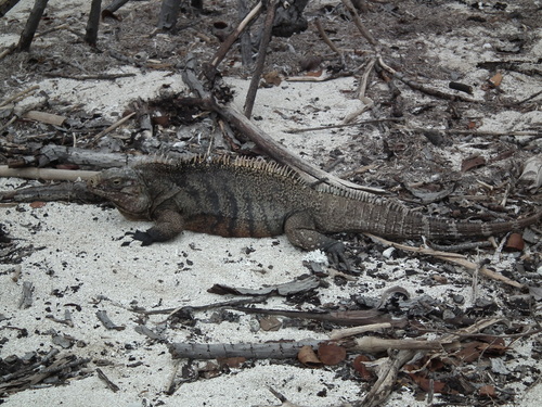 Cayo Zaza de Fuera