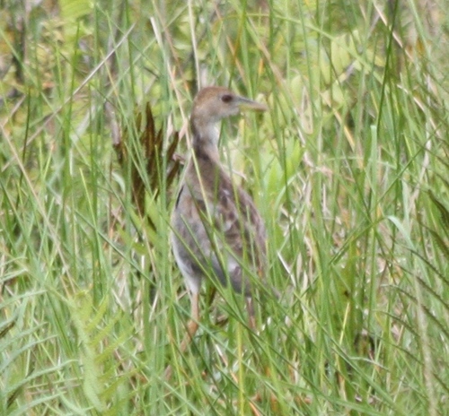 Porphyrio flavirostris
