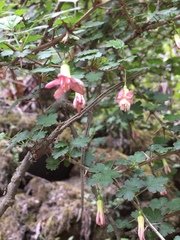Ribes formosanum