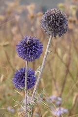 Echinops latifolius