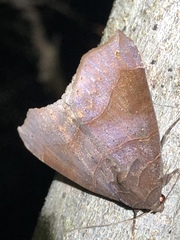 Bastilla hamatilis