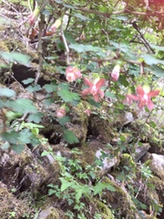 Ribes formosanum