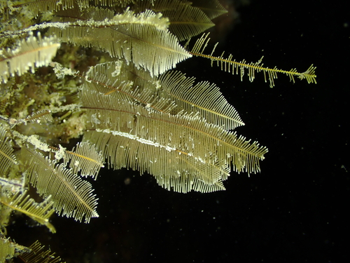 Gymnangium observed 2026-05-03