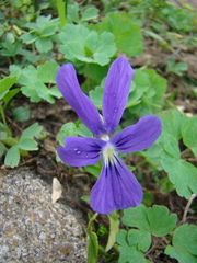 Viola altaica