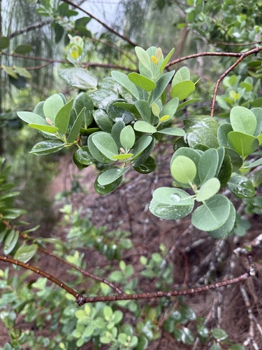 Santalum ellipticum observed 2026-05-16