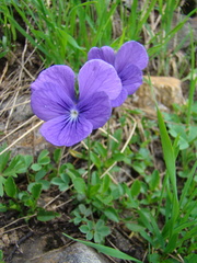 Viola altaica